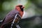 Bird - cardinal on branch