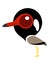 Bird cartoon, Big eyed cute bird, Red-wattled Lapwing.