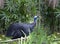 Bird the cassowary