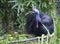 Bird the cassowary