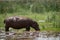 Bird casts shadow on hippopotamus in marsh