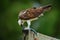 Bird catch the fish. Bird of prey Osprey, Pandion haliaetus, feeding catch fish, Mexico. Wildlife scene from nature. Eagle with de