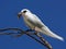 Bird with a catch. White tern, angel tern, white noddy, Gygis alba