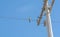 Bird Celeus Flavesceus perched on mains wires