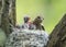 bird Chaffinch feeds its hungry Chicks in the nest