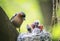 Bird Chaffinch feeds its young hungry Chicks in the nest in the