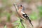 Bird Chaffinch sings a song in forest