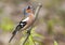 Bird Chaffinch sings the song standing on a branch