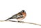 Bird Chaffinch sitting in the Park on a branch on white isolated