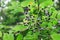 Bird cherry berries on a branch. Fruitful tree. Beautiful natural background.