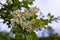 Bird cherry in bloom, spring nature background. White flowers on green branches. Prunus padus, known as hackberry, hagberry, or