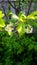 bird cherry blooming leaves green sunbeam