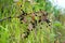 Bird cherry, branch with black berries and leaves on a blurred green background. Ripe cherry berries on a tree on a sunny summer