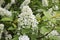 Bird cherry branch Prunus padus with white flowers. Prunus, hackberry, hagberry, or Mayday tree blooms