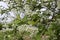 Bird cherry branch Prunus padus with white flowers. Prunus, hackberry, hagberry, or Mayday tree blooms