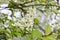Bird cherry branch Prunus padus with white flowers. Prunus, hackberry, hagberry, or Mayday tree blooms