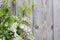 Bird cherry branch on wooden surface