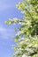 Bird cherry bush blooming in spring on blue sky