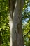 bird-cherry ermine tree trunk web, tree attacked by the web moth