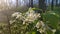 Bird cherry flowers. Blooming white flowers with green leaves bird cherry bush