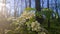 Bird cherry flowers. Blooming white flowers with green leaves bird cherry bush