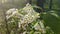 Bird cherry flowers. Blooming white flowers with green leaves bird cherry bush