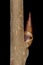 Bird Cherry (Prunus padus). Lateral Bud Closeup