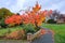 Bird Cherry Prunus padus tree in autumn in East Grinstead