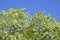 Bird Cherry Tree in Blossom. View of blooming Sweet Bird-Cherry Tree in Spring