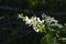 Bird Cherry Tree in Blossom. View of blooming Sweet Bird-Cherry Tree in Spring