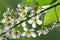 Bird cherry tree flowers macro