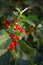 Bird cherry tree with red berries, summer season background