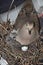 Bird with chick in nest