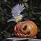 Bird. Chickadee perched on a pumpkin in the autumn