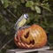 Bird. Chickadee perched on a pumpkin in the autumn