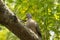 Bird on Cinnamomum camphora tree