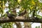 Bird on Cinnamomum camphora tree