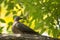 Bird on Cinnamomum camphora tree
