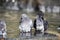 Bird in the City. Pigeon cleans its feathers in the water. Close up of pigeon bathing in the pond.