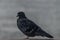 Bird. City pigeon on a granite embankment in gloomy weather
