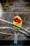 Bird cleaning feather