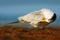 Bird cleaning plumage. Tern in the water. Royal Tern, Sterna maxima or Thalasseus maximus, seabird on the beach, bird in clear nat