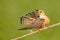 Bird cleaning tail plumage. Red-footed Falcon, Falco vespertinus, bird sitting on branch with clear green background, cleaning plu