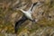 Bird on the cliff. Flying sea bird, Northern gannet with rock in the background, Runde Island, Norway. Gannet in fly in the nature