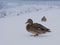 bird close-up duck winter snow cold day