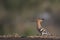 Bird :Close up of Eurasian Hoopoe Searching for Food