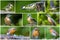 Bird collage set. Great tit,  European Nuthatch, Robin bird, Collage set