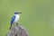 Bird (Collared Kingfisher). Beautiful blue bird perching on log