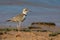 Bird Collared Plover (Charadrius collaris