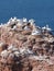 Bird colonie on the island Helgoland